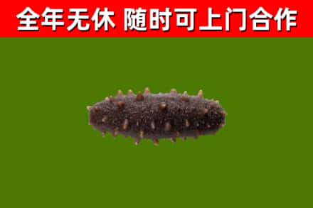 罗山烟酒回收干海参.jpg